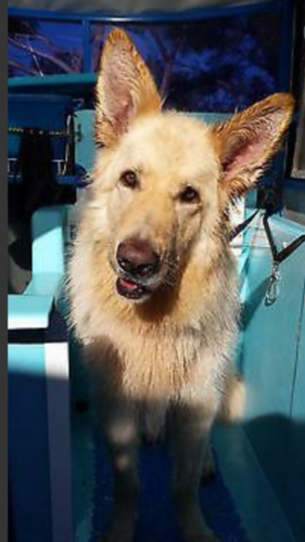 %dog and cat boarding kennels sydney %pet boarding services